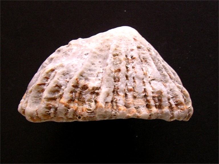 Patella ferruginea